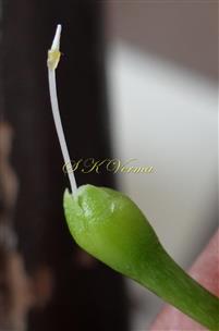  Calyx and Pistil